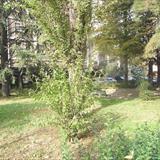 zoom photo